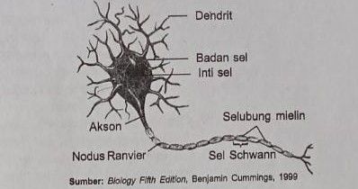 biology fifth edition, benjamin cummings 1999