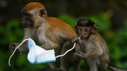 Monyet Memakan Limbah Maker. Sumber: AFP/MohdRasfan
