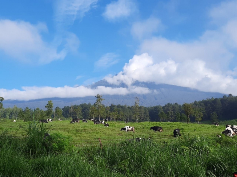 Padang rumput limpakuwus (dok pribadi)