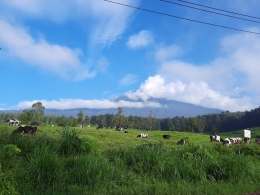 Pemandangan padang rumput ala new zealand (dok pribadi)