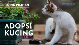 Adopsi Kucing/ Kompasiana.com
