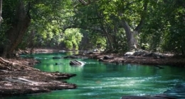 Ilustrasi sungai di dalam hutan belantara (suara.com)