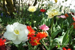 Bunga musim semi - foto: HennieTriana