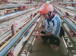 Mengunjungi seorang peternak ayam petelur yang sukses. Dokpri
