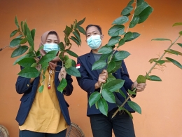 Mahasiswa memanen tanaman Cincau/dokpri