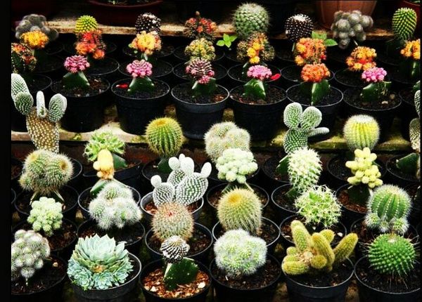 Kaktus mini. Kolleksi penggemar tanaman (foto: Hendra Setiawan)