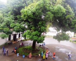 Pohon mangga bagian dari penataan air (dokpri)