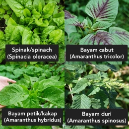 Perbedaan spinak (spinach) dan berbagai jenis bayam (Amaranthus) di Indonesia. | Diolah dari berbagai sumber, termasuk pertanianku.com
