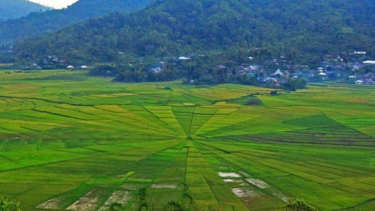 Hamparan sawah berbentuk jaring laba-laba di Flores, NTT: www.beritabaik.id