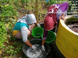 Gambar 1.2 Budidaya Ikan Lele KWT Sumber Rejeki Muntuk Oleh KKN 35 Universitas PGRI Yogyakarta