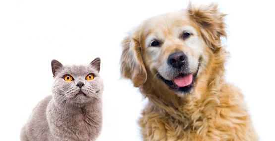 Yang Mana Lebih Cerdas, Anjing atau Kucing (sumber: blueoctopusllc.wordpress.com)