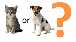 Yang Mana Lebih Cerdas, Anjing atau Kucinga (sumber: http://5th.mrslambsroom.com)