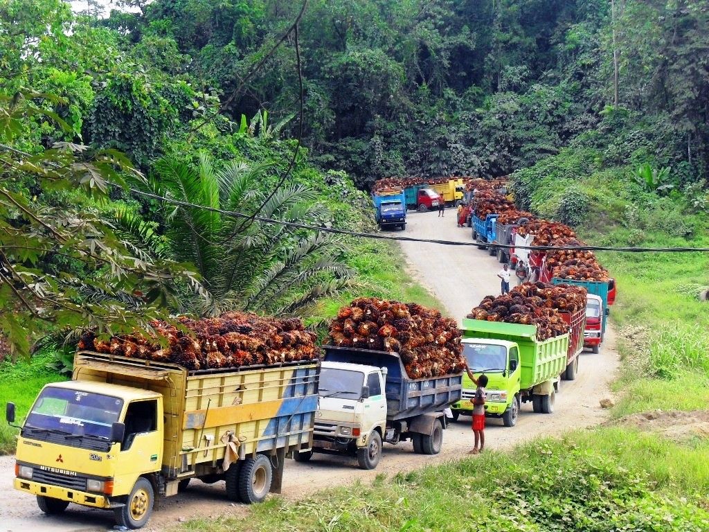 Truk pengangkut hasil buah kelapa sawit (Marahalim Siagian)