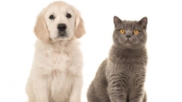 Yang Mana Lebih Cerdas, Anjing atau Kucing (sumber: classicfm.com)