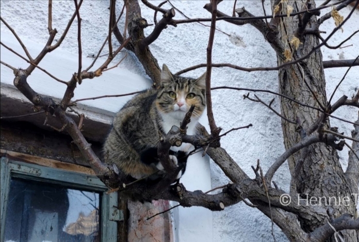 Kucing di atas pohon - foto: HennieTriana-