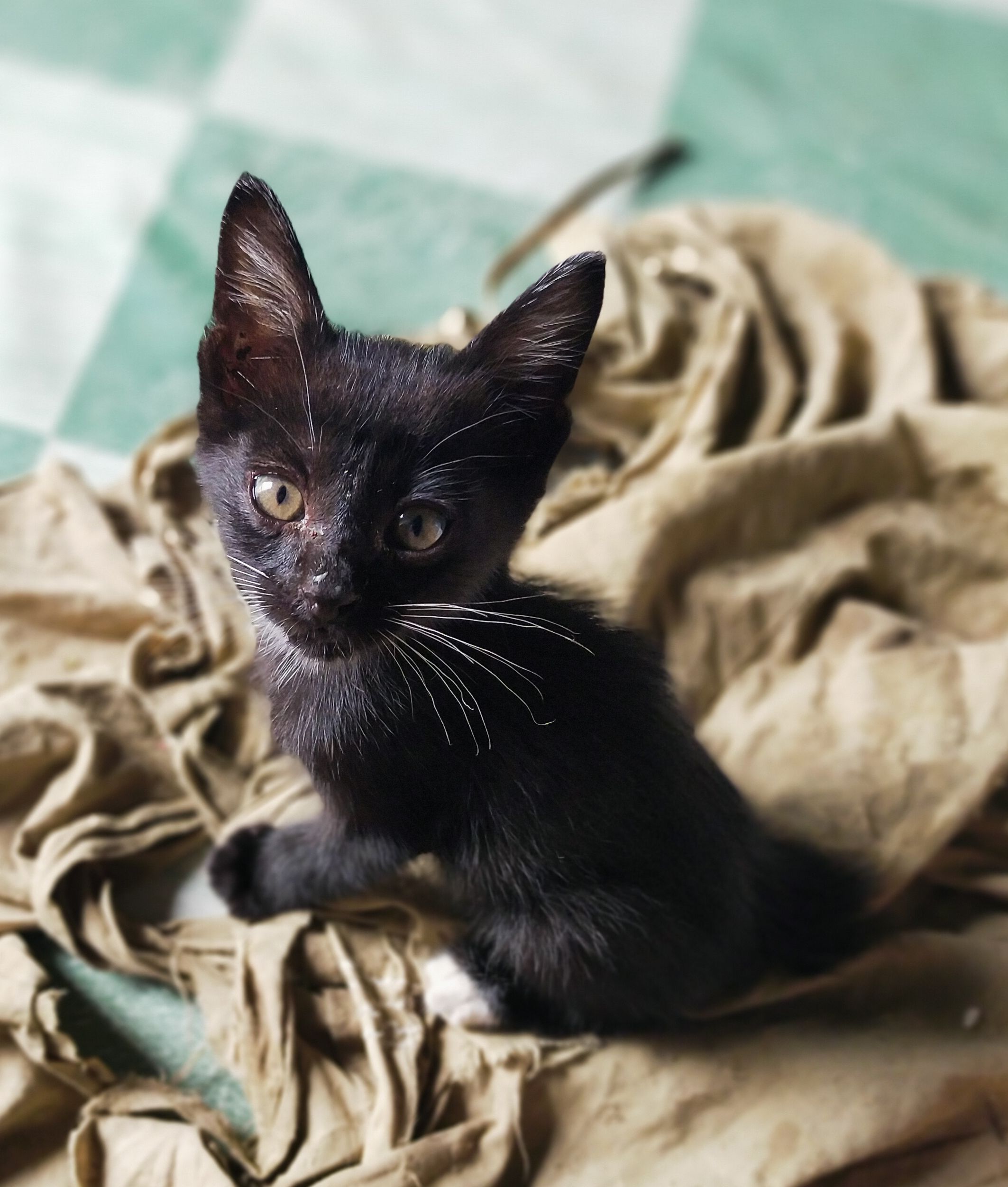 Maxi Nero, si kecil yang malang | Dokumentasi pribadi