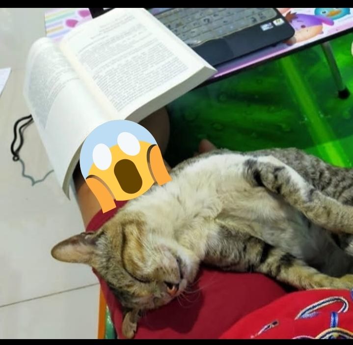 Saya belajar, dia terlelap, betapa saya rindu dengan Unyil | Dokumentasi pribadi