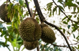 Buah durian (sumber foto: dokpri)