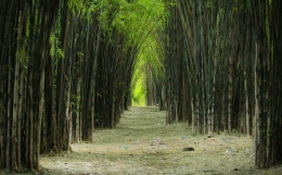 Kebun Bambu Keputih Sukolilo Surabaya | ebahana.com