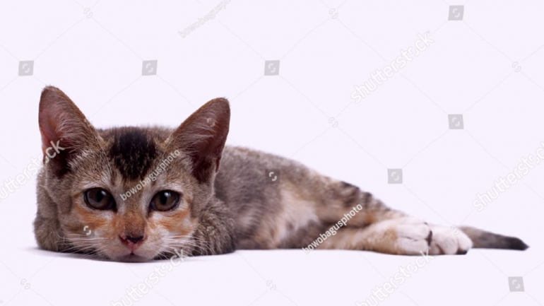 https://www.shutterstock.com/image-photo/kitten-lazing-on-floor-1736356793