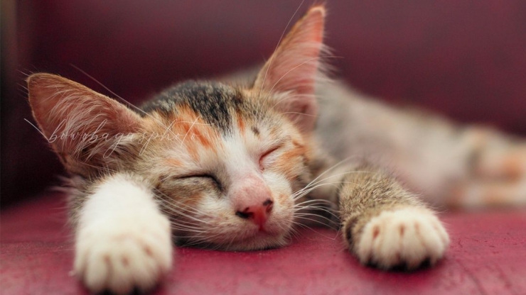 https://500px.com/photo/1023521206/my-kitten-is-fast-asleep-by-bowo-bagus
