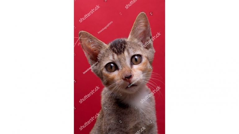https://www.shutterstock.com/image-photo/kitten-surprised-by-what-front-1736358053