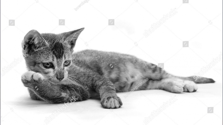 https://www.shutterstock.com/image-photo/cat-thinking-about-something-1837308310