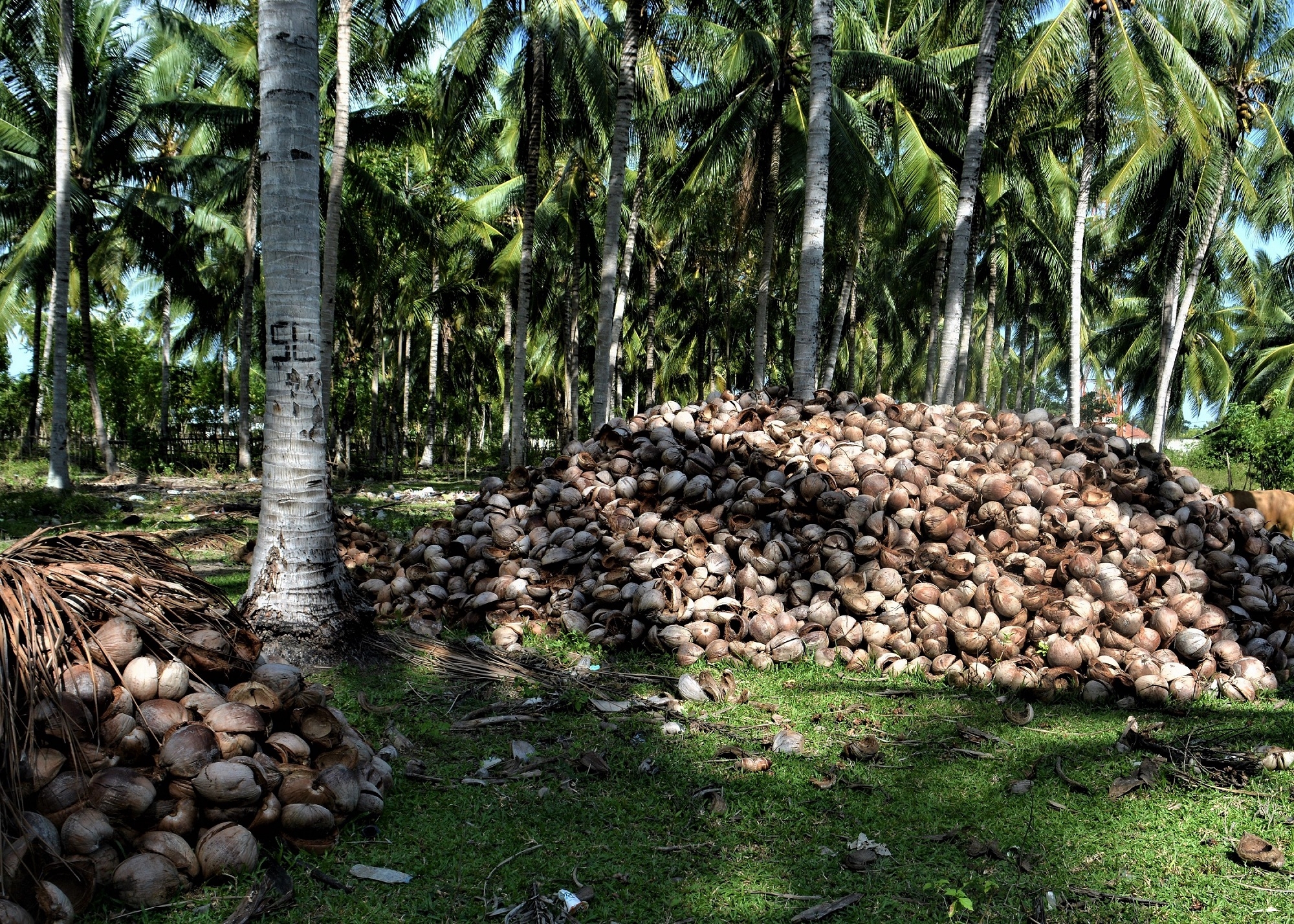 Kelapa yang dipenen penduduk biasanya dibawa ke tepi kebun lalu dikupas, sementara sabutnya tinggal di tempat (Marahalim Siagian)