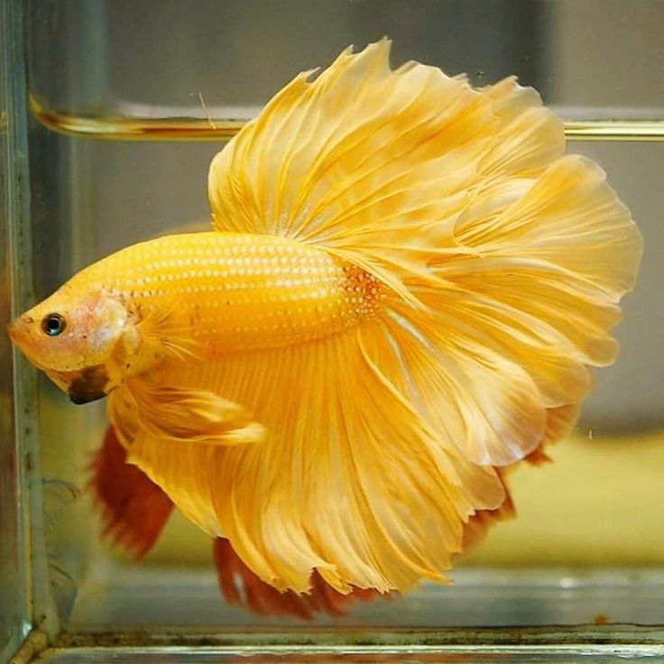 https://www.freshwateraquarium.org/2019/05/knowing-all-types-of-betta-fish-by-tail-pattern-and-color-with-photo-and-description.html