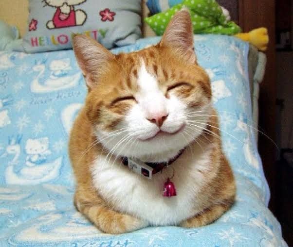 Ekspresi kucing bahagia (pic: theodysseyonline.com)