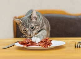 Illustrasi kucing mencuri makanan untuk majikannya (pic: mydailynews.com)