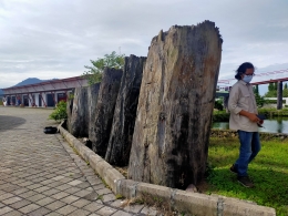 Bekas kayu gelondongan, penyusun Benteng Moraya kuno. Tampak Irfanuddin W. Marzuki, peneliti Balai Arkeologi Sulut berdiri di sampingnya. Sumber: Dokumentasi pribadi