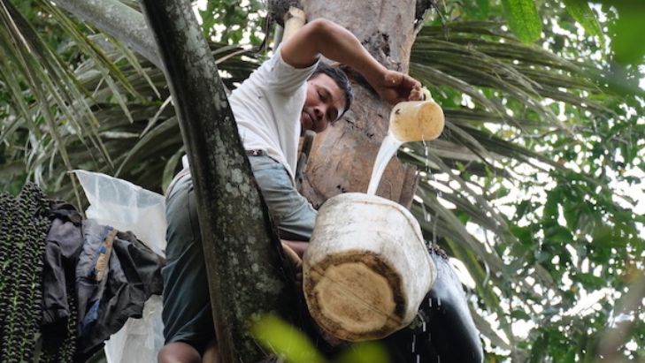 Ilustrasi paragat, penyadap tuak nira di Tanah Batak (Foto: batakgaul.com)
