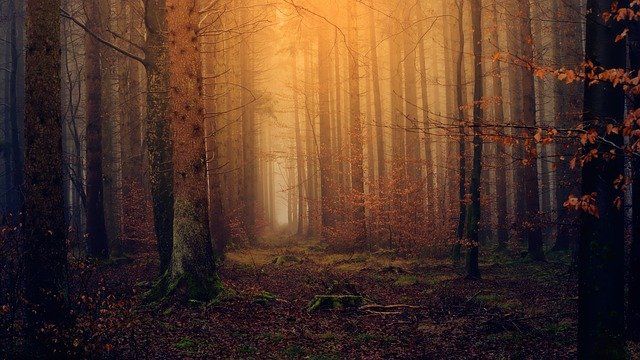 Ilustrasi BY Pixabay Forest hutam cahaya senjaya berwarna alam