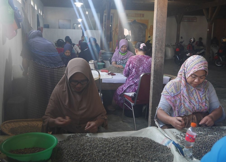 Para pekerja sedang menyortir kop (foto pribadi)