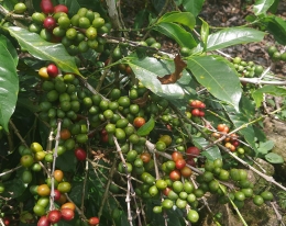 Kopi arabika yang banyak ditanam di Takengon (foto pribadi)