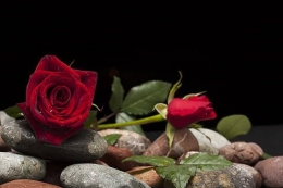 Piqsels Halaman 2 | gratis gambar bunga mawar foto | Piqsels