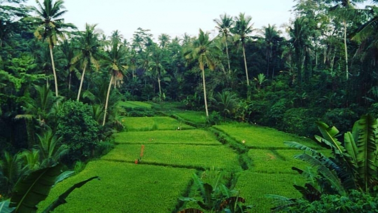 Dok. Pribadi - Ubud