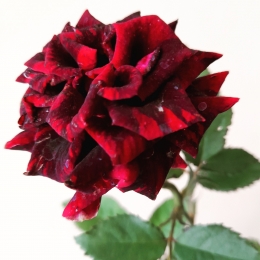 Mawar Merah Marun Mekar Sempurna (dokpri)