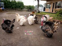 Ayam kalkun (dok. Mawan Sidarta) 