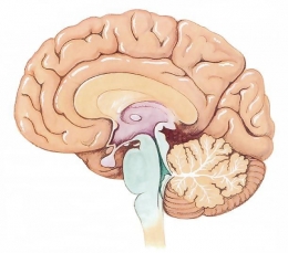 https://docplayer.info/30408088-Anatomi-otak-biopsikologi-unita-werdi-rahajeng-m-psi.html