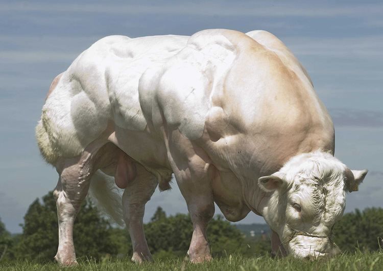 Sapi Belgian Blue. Photo: haikudeck.com