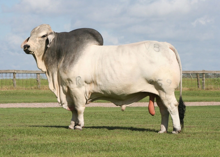 Sapi Brahman. Photo: brcutrer.com