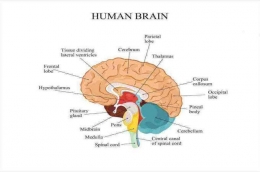 DokterSehat.Com