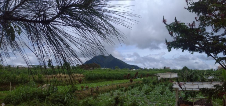 Area pepohonan hijau di sekitar Kopeng Salatiga/Dokumentasi Pribadi