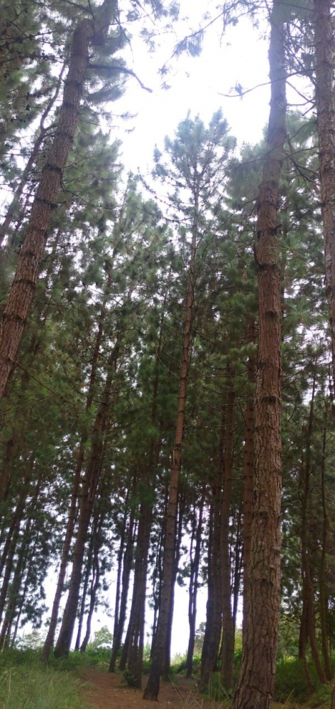Pepohonan rimbun yang menyegarkan/Dokumentasi Pribadi