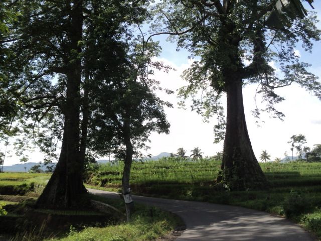 sikasur.desa.id / Randu jajar di Sikasur, jalan Pemalang-Purwokerto