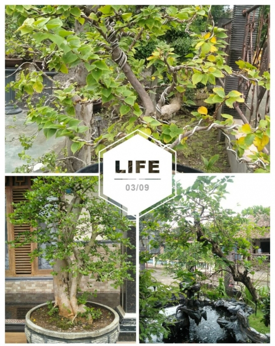 Pohon Bonsai/Sumber : Dokumentasi Pribadi