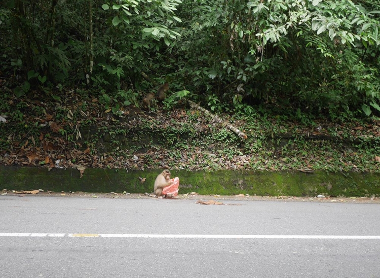 Salah satu penghuni Sungai Alas (Foto pribadi)