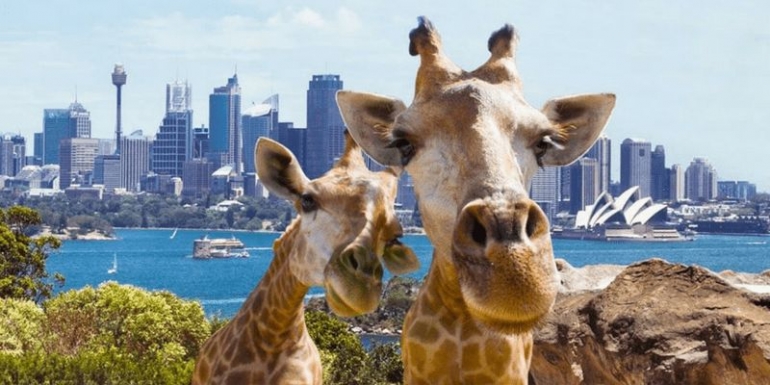  www.edworth-school.nsw.gov.au | Jerapah2yang tinggal di Taroong Zoo Sydnry, memberikan pemandangan spektakurel dan eksotis, dengan  latar belakang kota Sydney .....